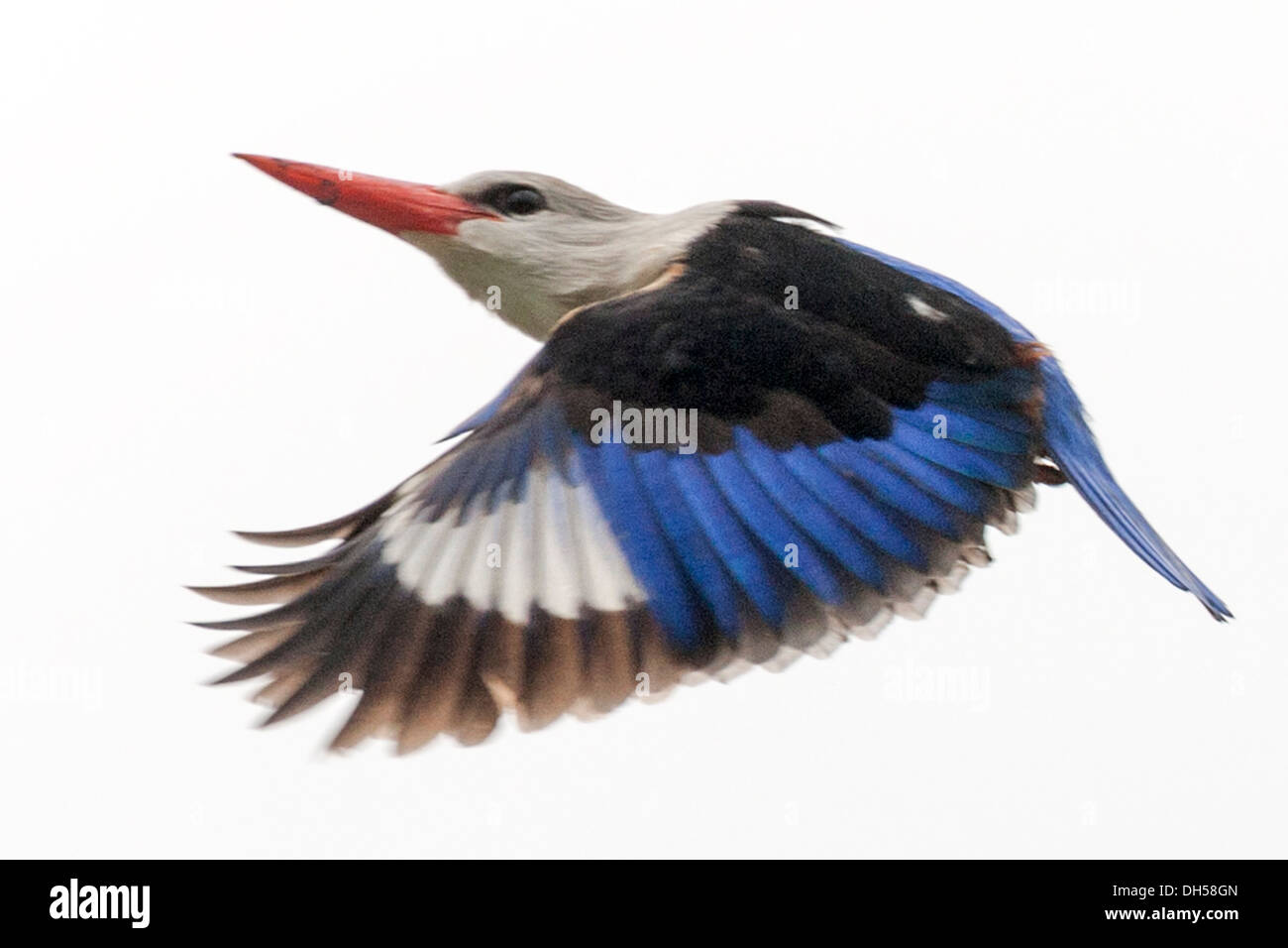 Kingfisher à tête grise, halcyon leucocephala, oiseau national, île de Santiago, Cap-Vert Banque D'Images