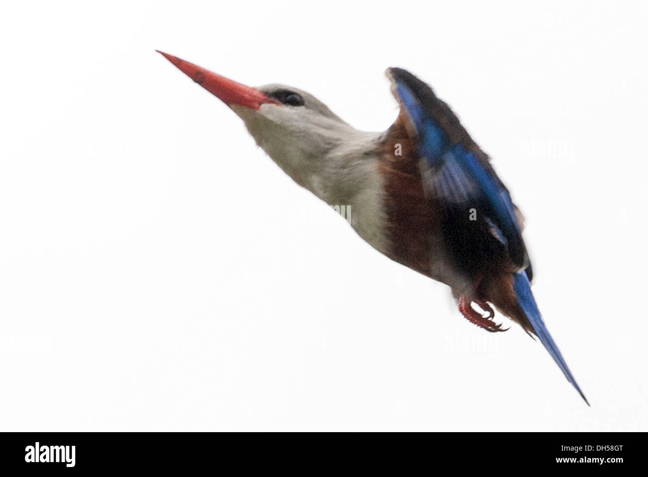 Kingfisher à tête grise, halcyon leucocephala, oiseau national, île de Santiago, Cap-Vert Banque D'Images