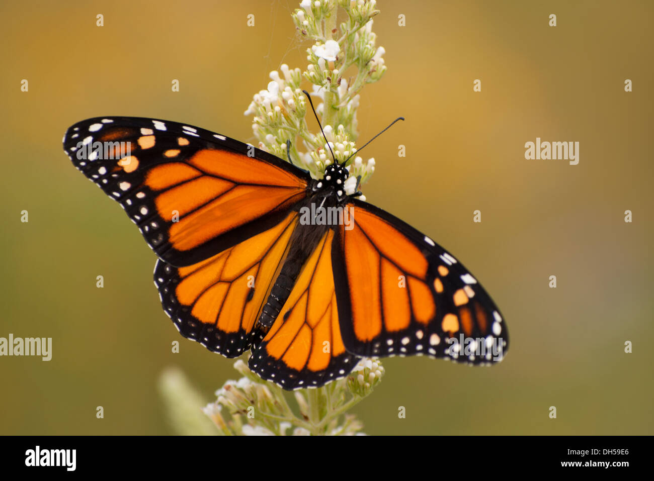Papillon monarque mâle en jardin d'été se nourrissent d'une fleur de Buddleia Banque D'Images