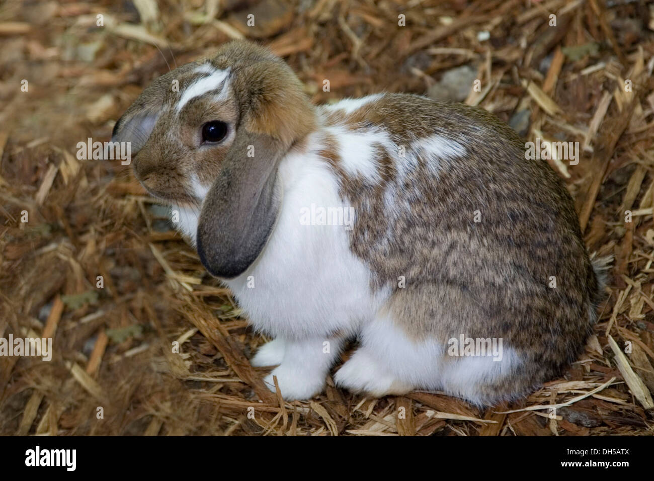 Lapin Piebald à Hay Banque D'Images