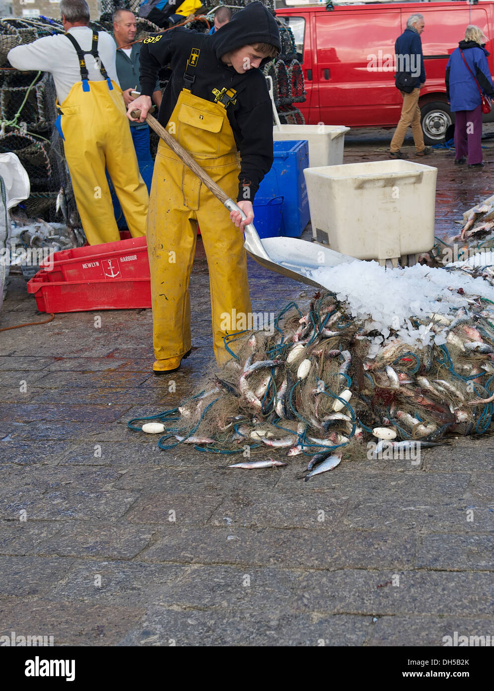 Jeune pêcheur de pelleter de la glace sur une pile de hareng fraîchement pêché Banque D'Images