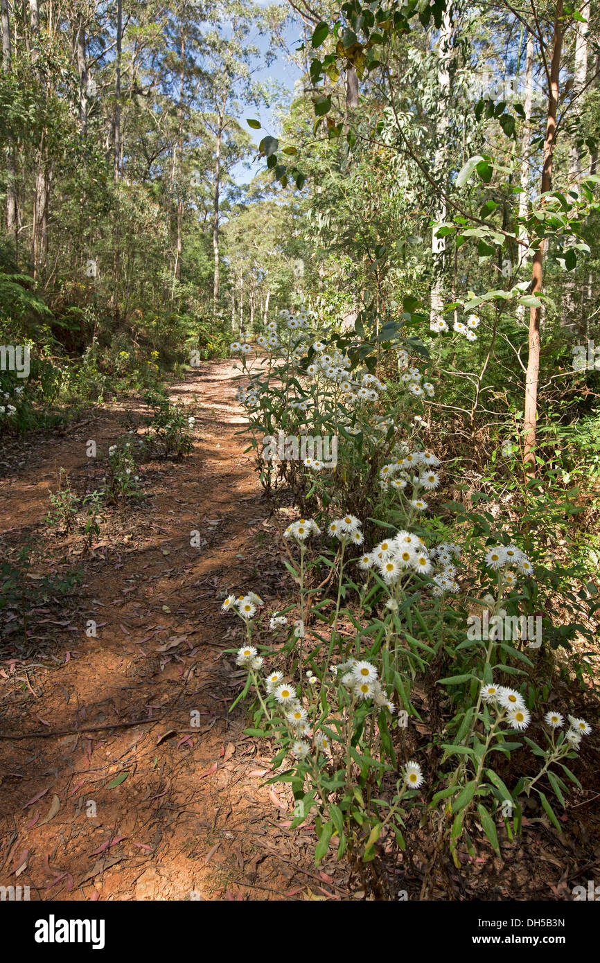 Quatre roues motrices la voie étroite bordée de fleurs sauvages et la forêt dense de la végétation dans le Parc National de Nowendoc NSW Australie Banque D'Images