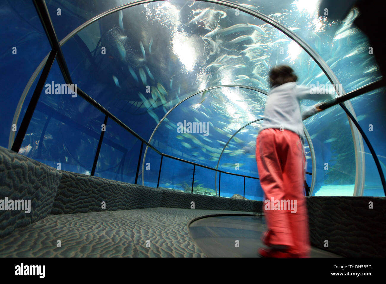 Shanghai Ocean Aquarium, Shanghai, Chine, Asie Banque D'Images