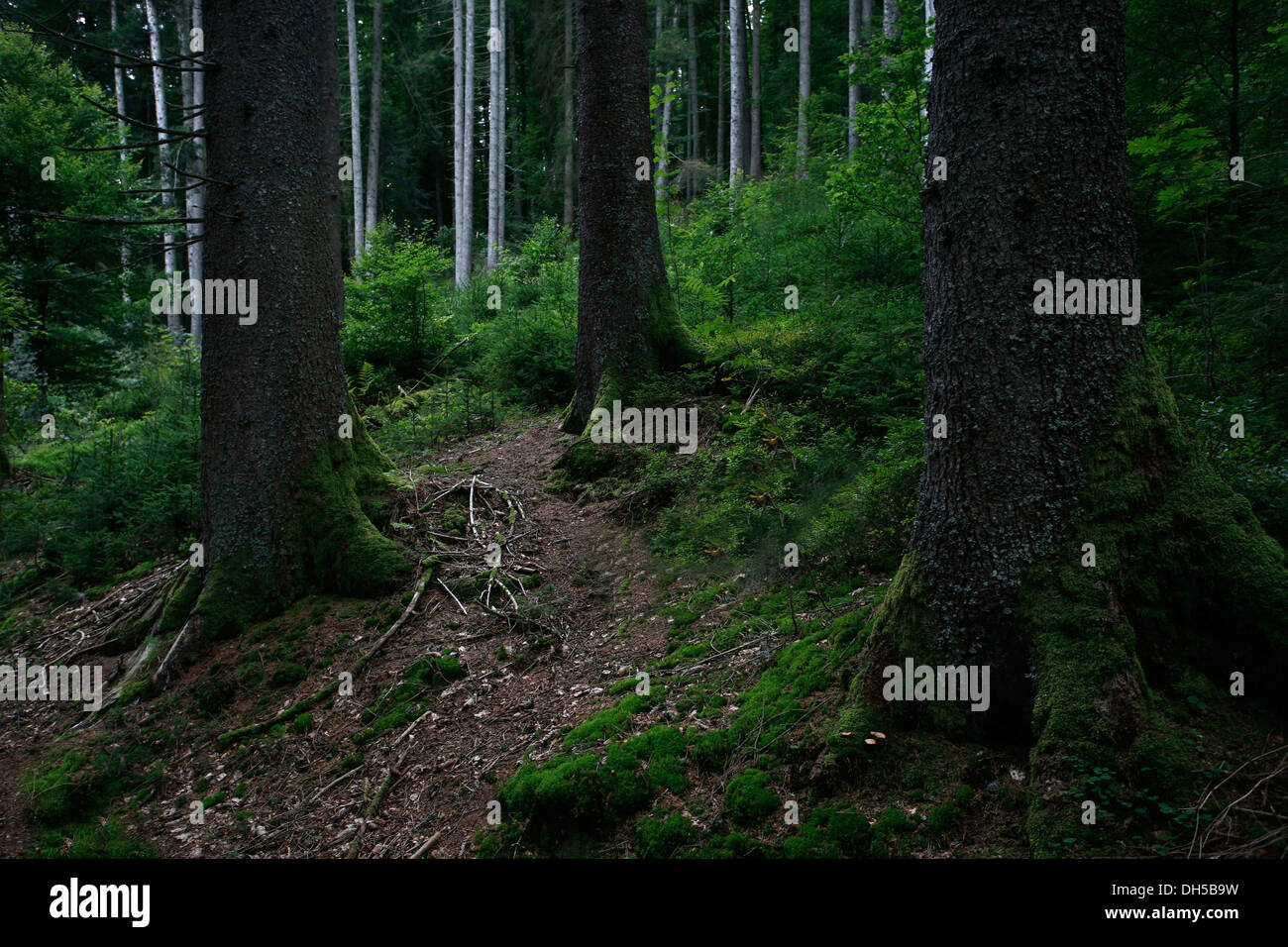 Les troncs des arbres dans une forêt, Schwarzwald, Baden-Württemberg, Allemagne Banque D'Images