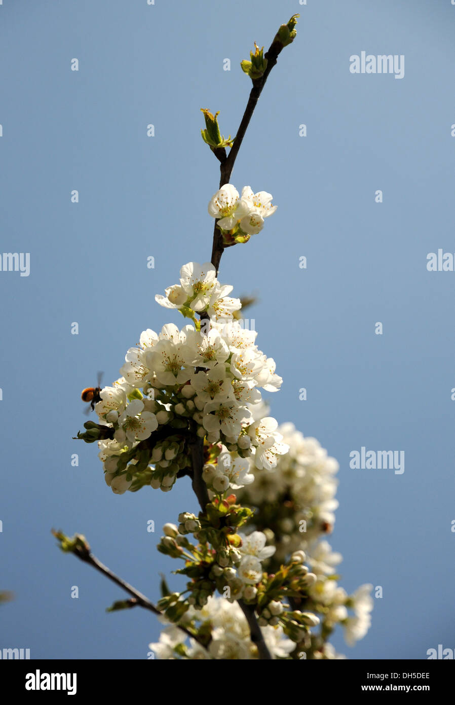 Sweet Cherry Banque D'Images