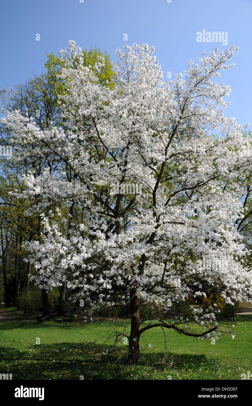 Magnolia Banque D'Images