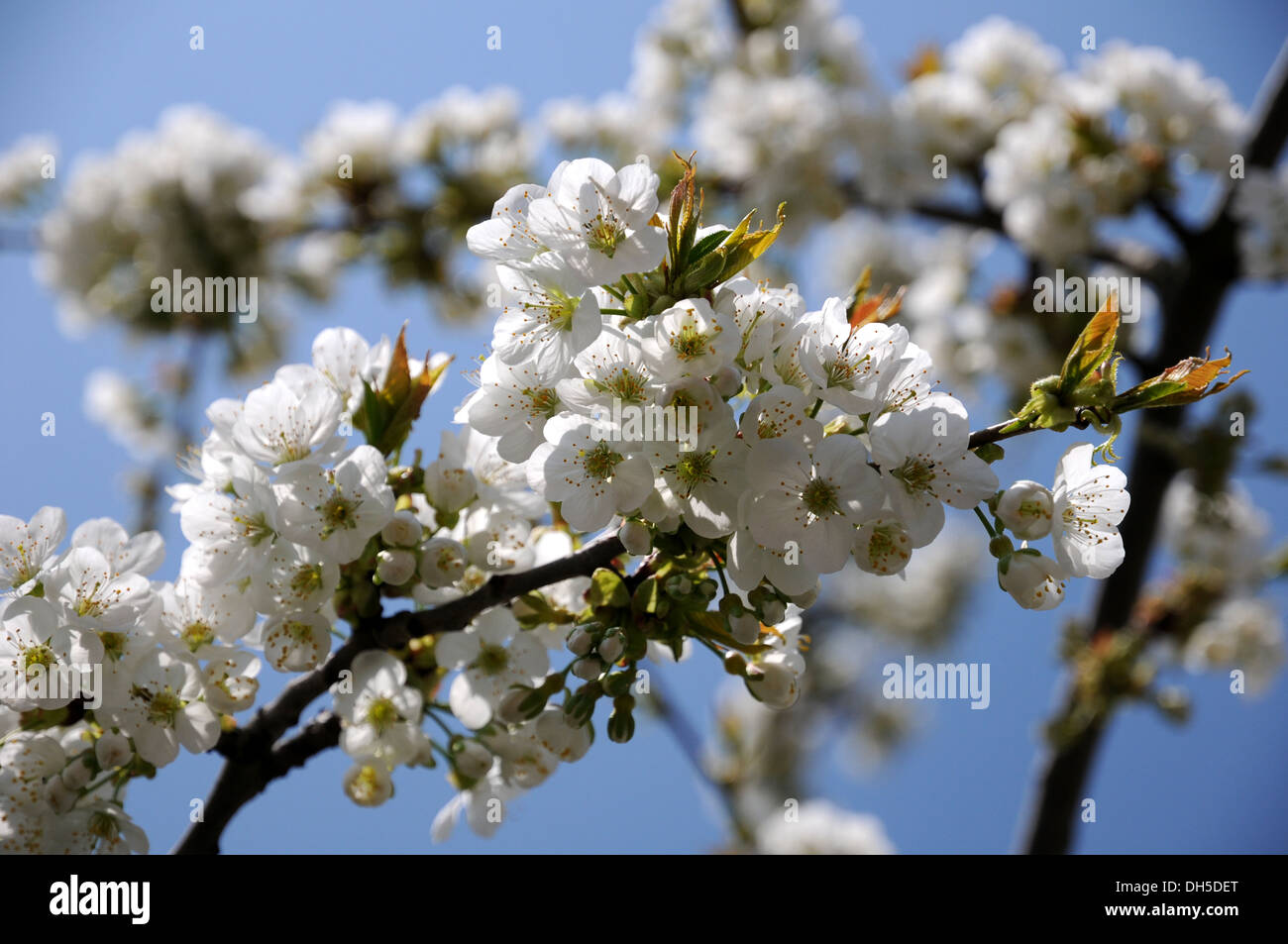 Sweet Cherry Blossoms Banque D'Images