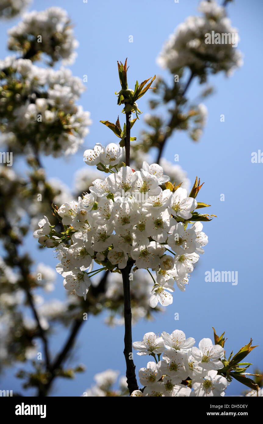 Sweet Cherry Blossoms Banque D'Images