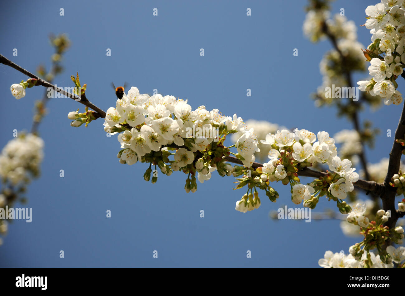 Sweet Cherry Banque D'Images