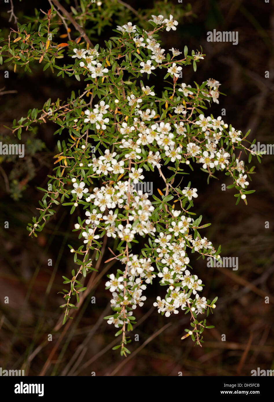 Grappe de fleurs blanches et de feuilles de Leptospermum liversidgei - Olive - fleurs sauvages de l'arbre à thé australien dans une forêt en pleine croissance Banque D'Images