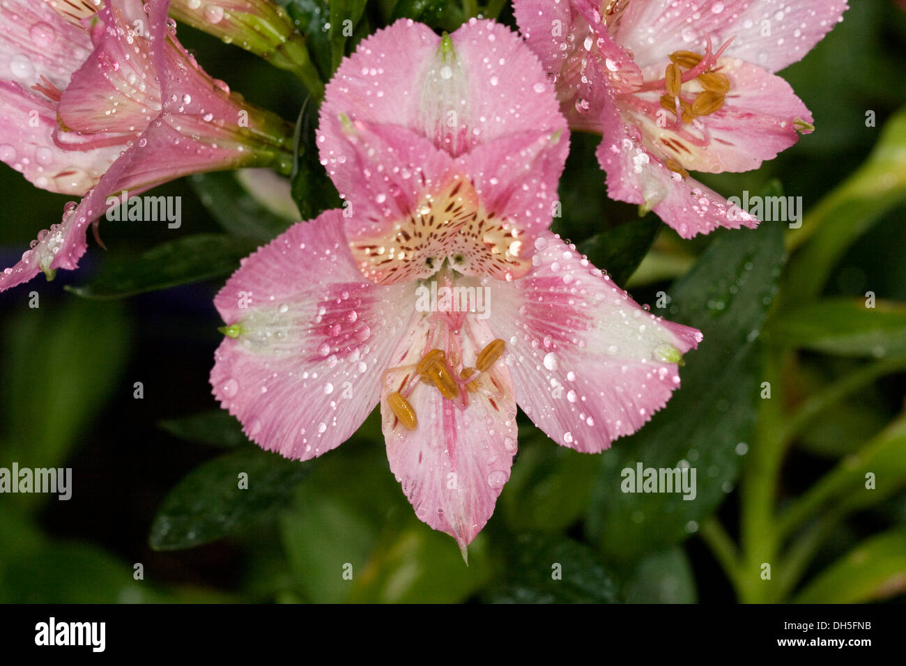 Fleurs rose pâle et blanc de l'Alstroemeria 'Theresa' - lily - Princesse / péruvienne avec des gouttes de pluie sur les pétales Banque D'Images