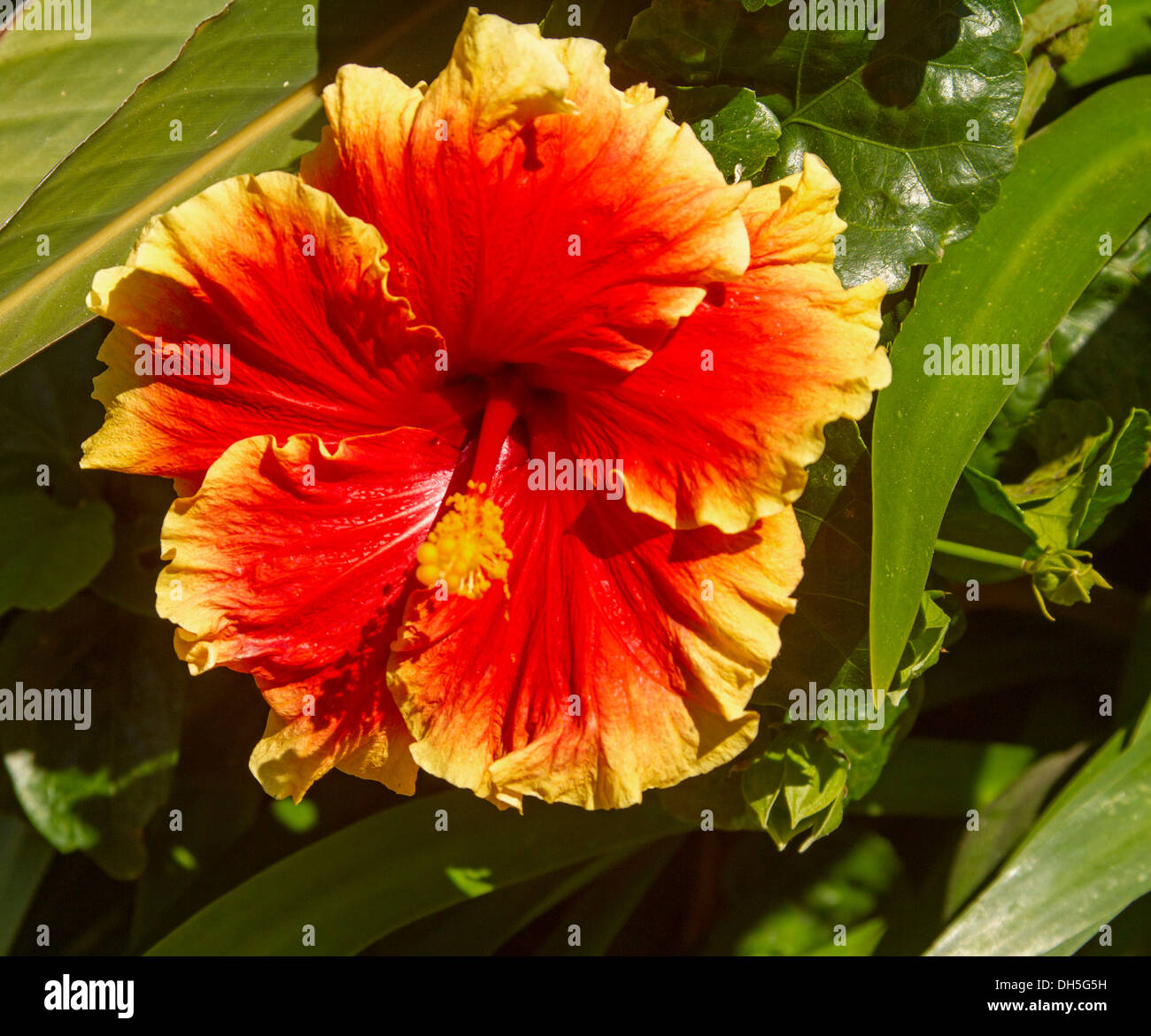 Rouge vif spectaculaire Hawaiian Hibiscus flower pour lisser les bords, bordée de jaune d'or sur le feuillage vert en arrière-plan Banque D'Images Rouge vif spectaculaire Hawaiian Hibiscus flower pour lisser les bords, bordée de jaune d'or sur le feuillage vert en arrière-plan Banque D'Images