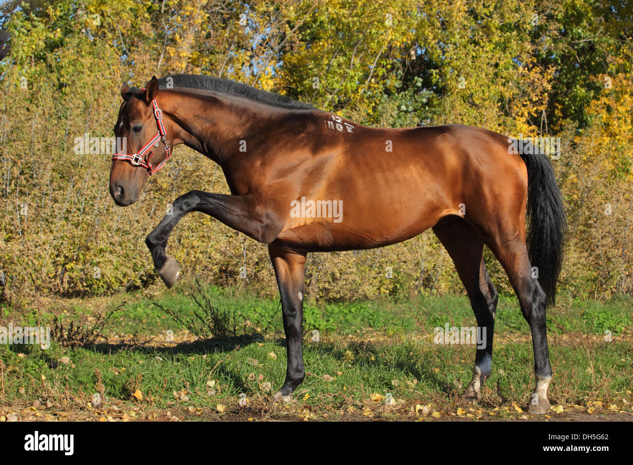 Cheval hongre Holsteiner, bay, portrait avec bride en tissu de fond jaune Banque D'Images