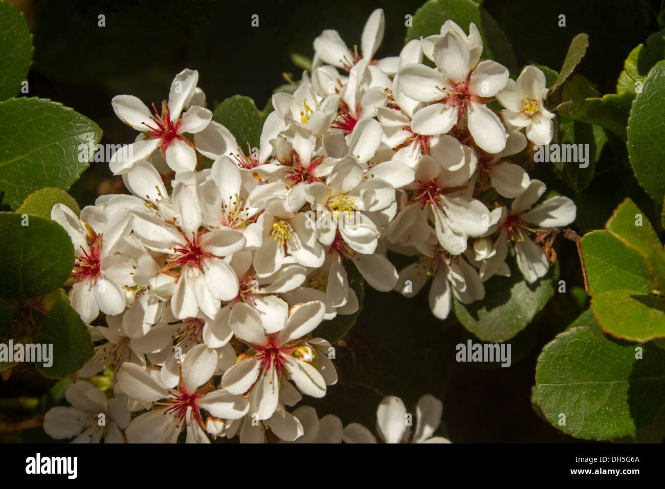 Fleurs de Raphiolepsis indica - aubépine indien Banque D'Images