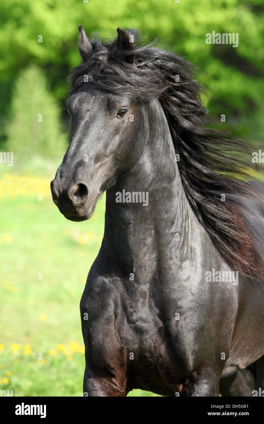 Portrait cheval frison noir avec de belles mane in motion Banque D'Images