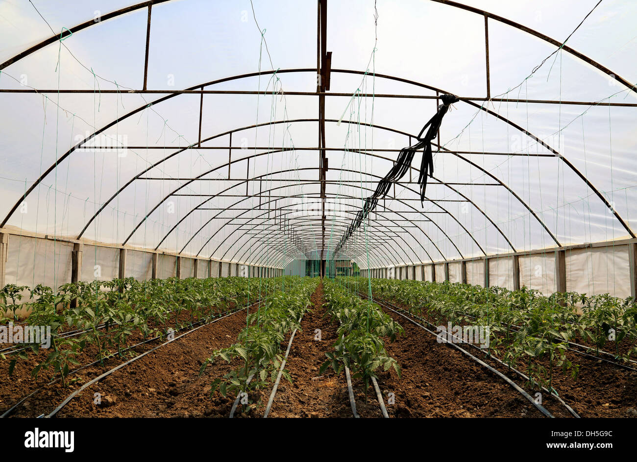 La culture de tomate dans green house Banque D'Images