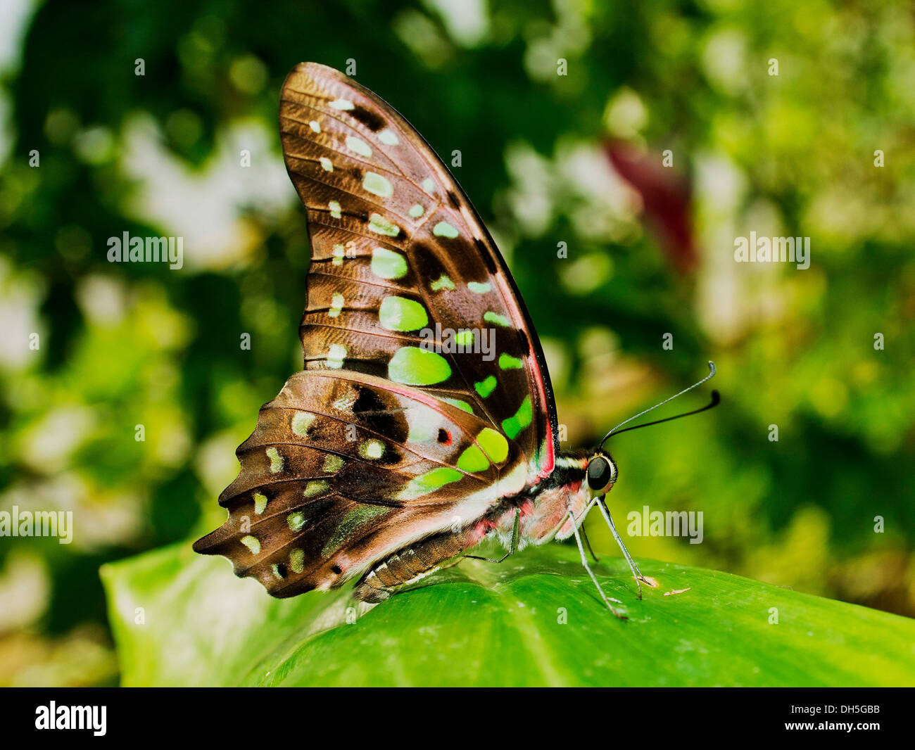Un papillon d'Amérique du Sud assis sur une feuille Banque D'Images