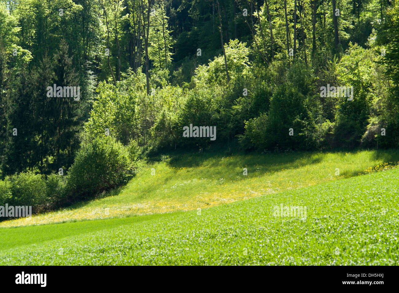 Paysage printemps idyllique dans une lisière de forêt dans la région de Hohenlohe (Allemagne du Sud) Banque D'Images