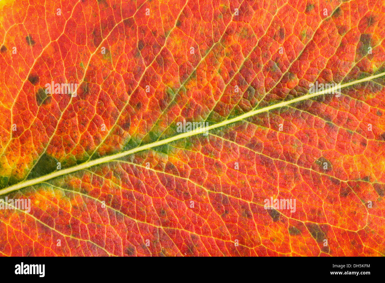 Automne feuilles macro closeup coloré Banque D'Images