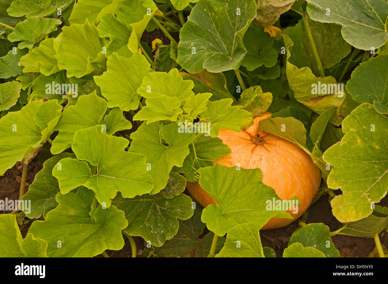 Pumpkin plantes croissant sur un champ jaune, Hokkaido (citrouille Cucurbita maxima) cachées sous les feuilles Banque D'Images