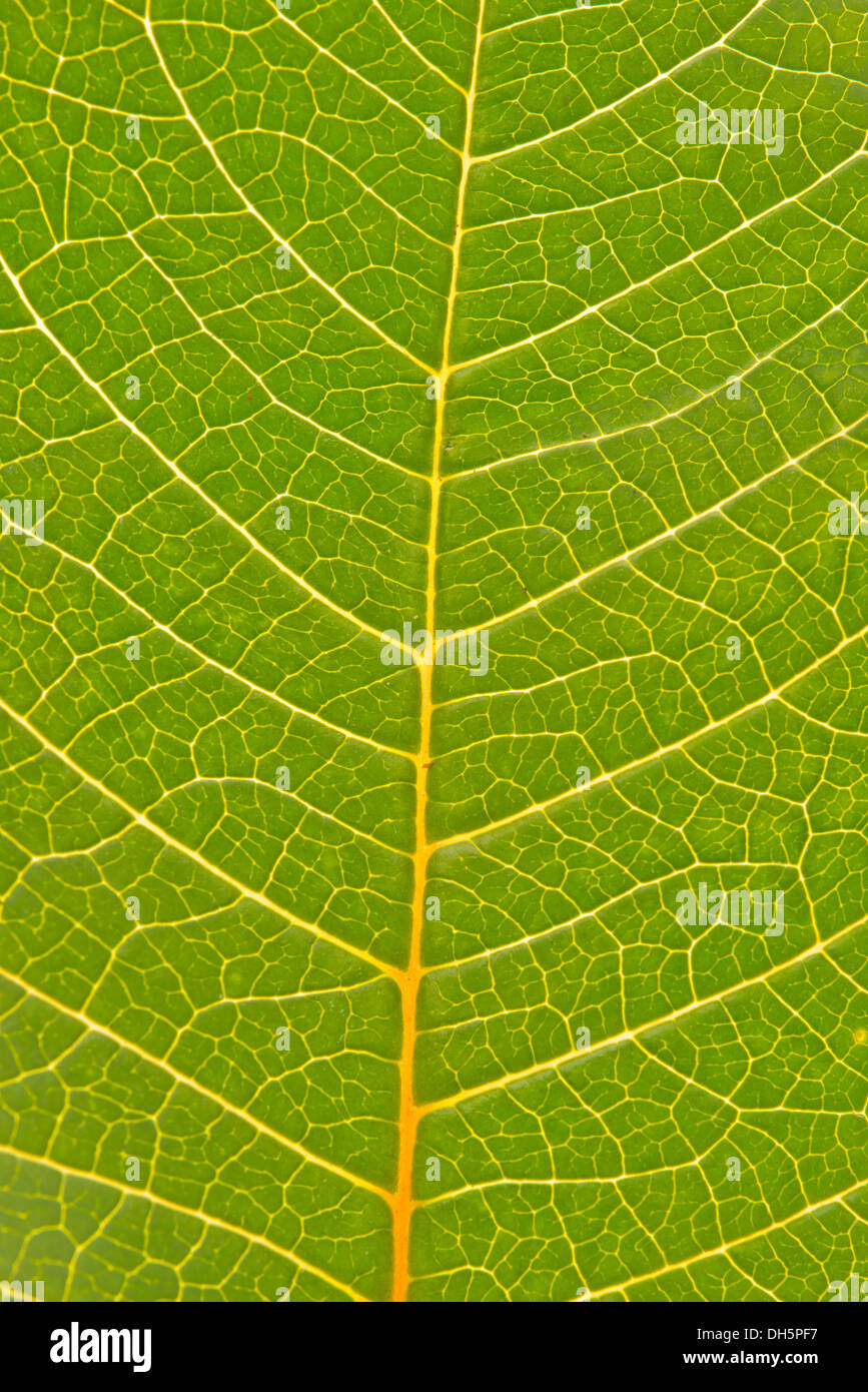 Veines de la feuille d'un poinsettia ou étoile de Noël (Euphorbia pulcherrima) Banque D'Images