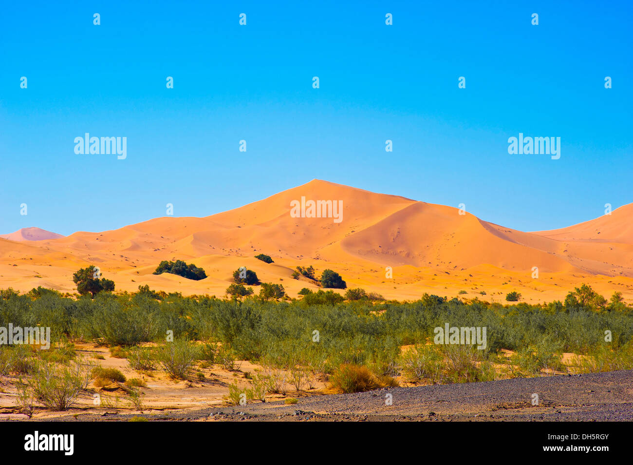 Dunes de l'Erg Chebbi, buissons, arbustes et hamada désert paysage à l'avant, à l'éperon désert, désert du Sahara, le sud du Maroc Banque D'Images