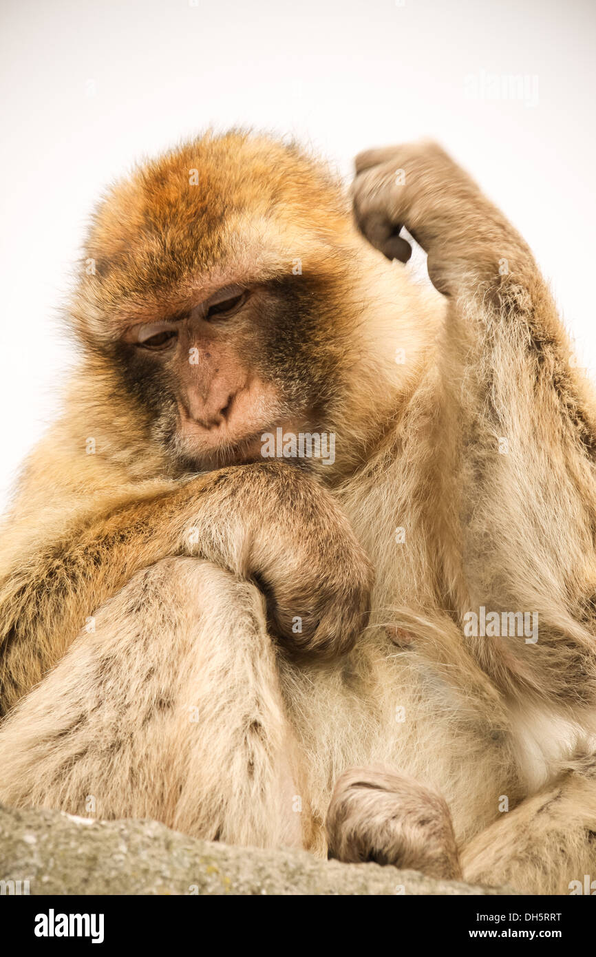Macaques de Barbarie sur le rocher de Gibraltar Banque D'Images
