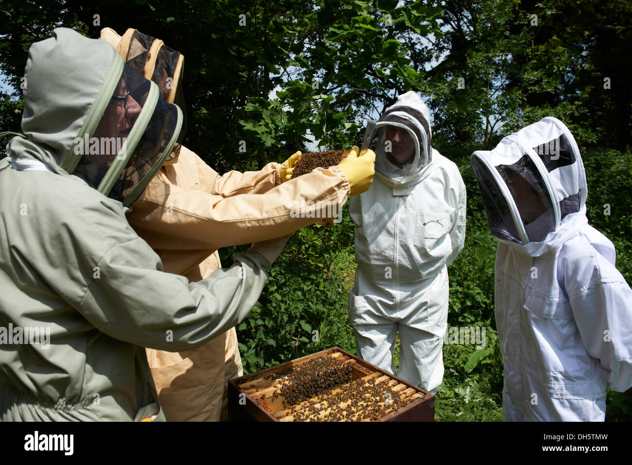 Cours d'apiculture inspection d'une ruche d'abeilles européennes Honey's dans le Kent Country Side Banque D'Images