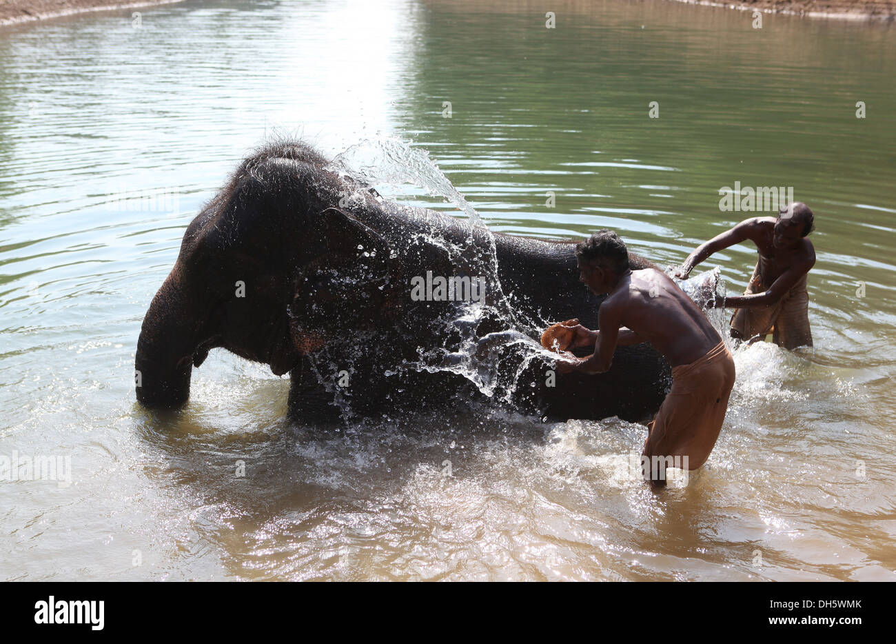 Cornacs nettoyer un éléphant d'Asie (Elephas maximus), Kappukadu,Centre de réadaptation d'éléphants en Inde. Banque D'Images