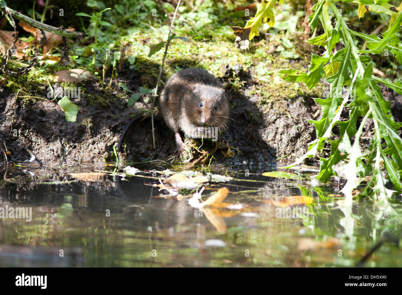 Le Campagnol de l'eau européenne à une berge au Royaume-Uni. Septembre Banque D'Images