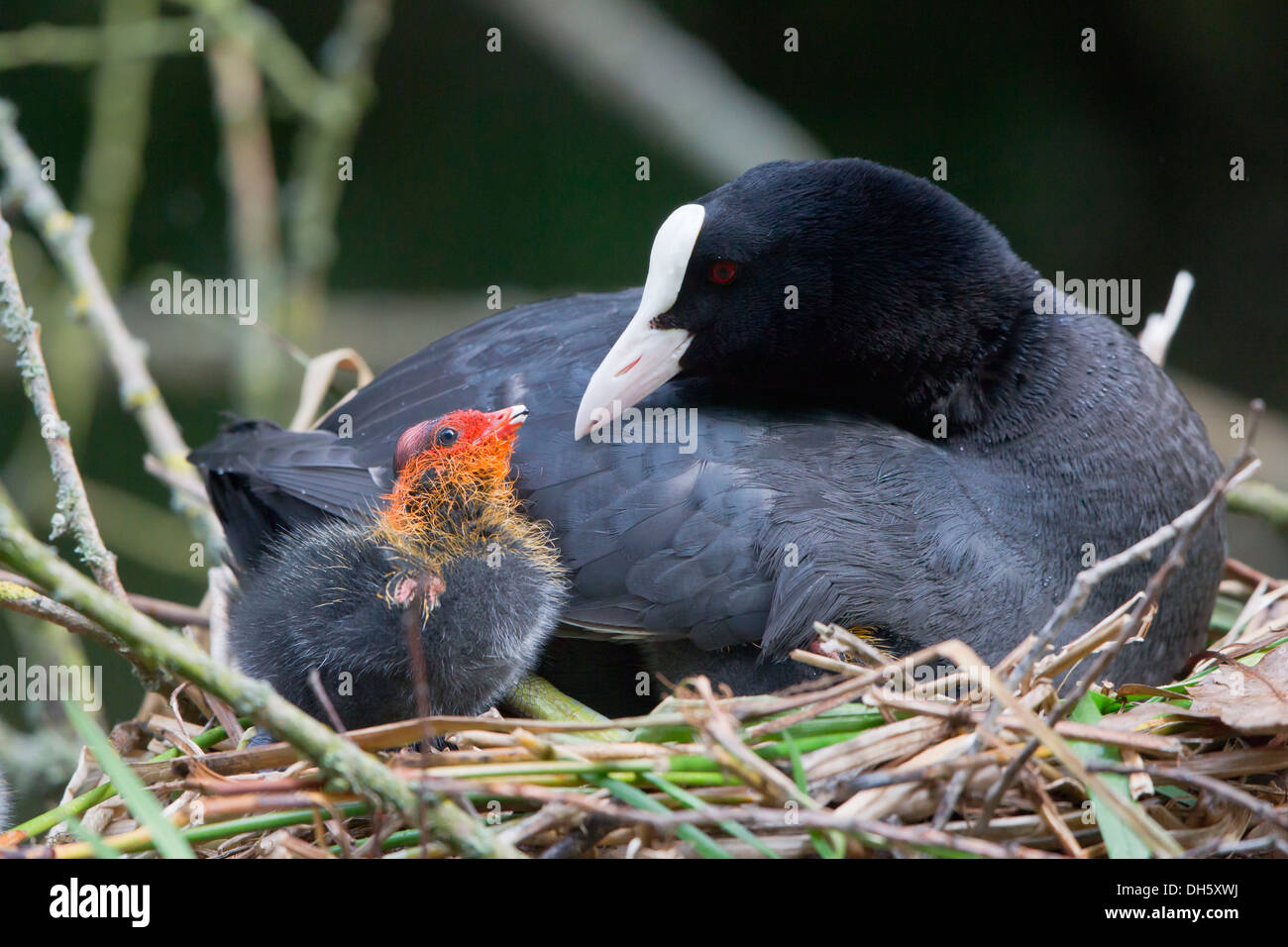 Foulque macroule (Fulica atra) avec un oisillon dans un nid, au nord de la Hesse, Hesse, Allemagne Banque D'Images