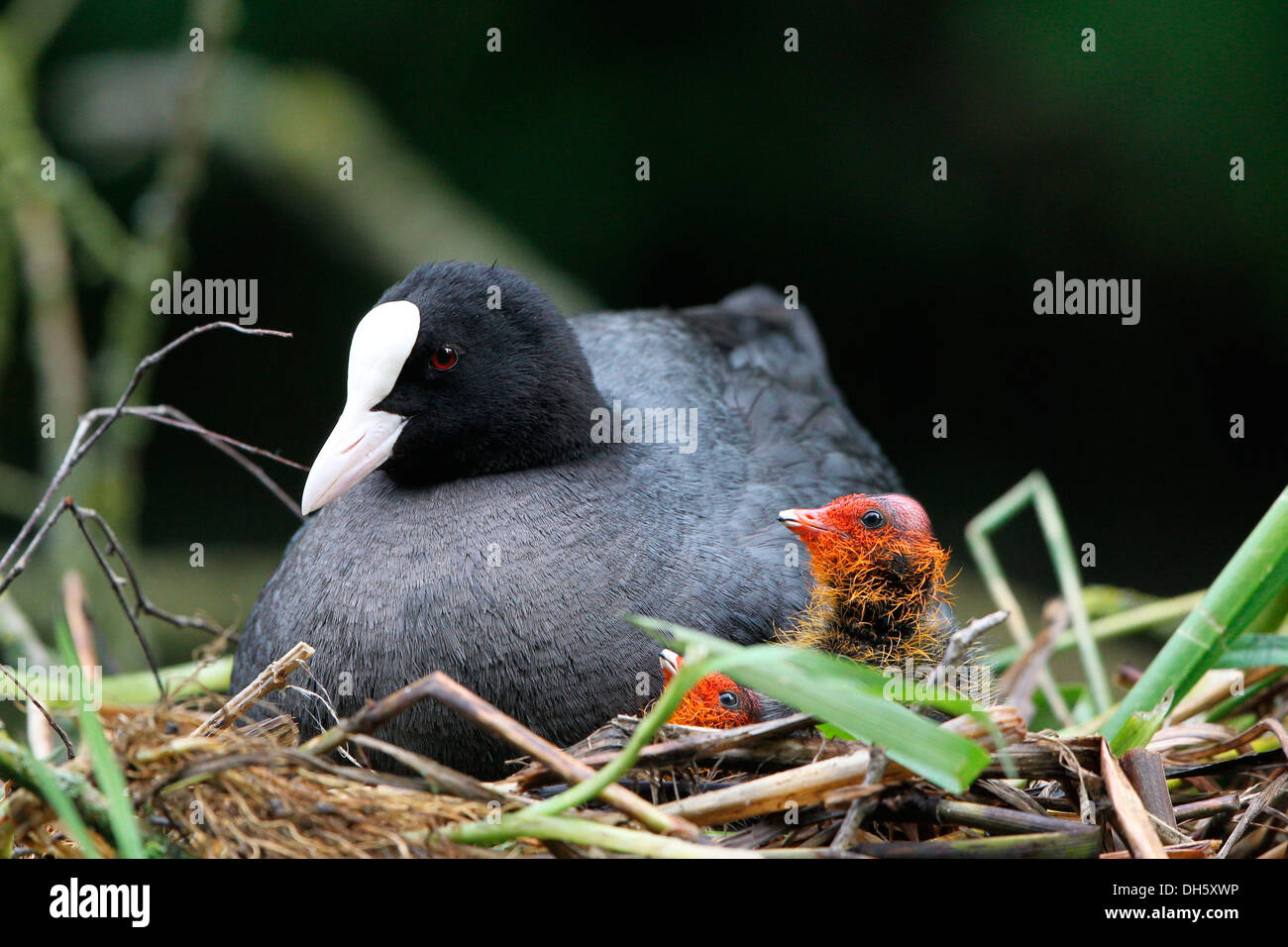 Foulque macroule (Fulica atra) avec les poussins dans un nid, au nord de la Hesse, Hesse, Allemagne Banque D'Images