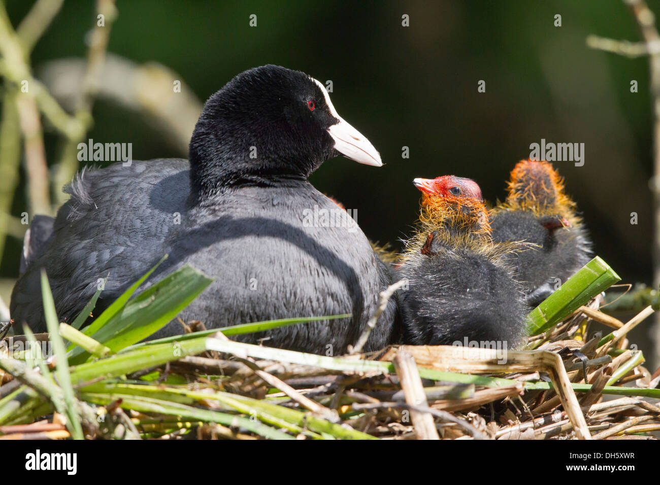 Foulque macroule (Fulica atra) avec les poussins dans un nid, au nord de la Hesse, Hesse, Allemagne Banque D'Images