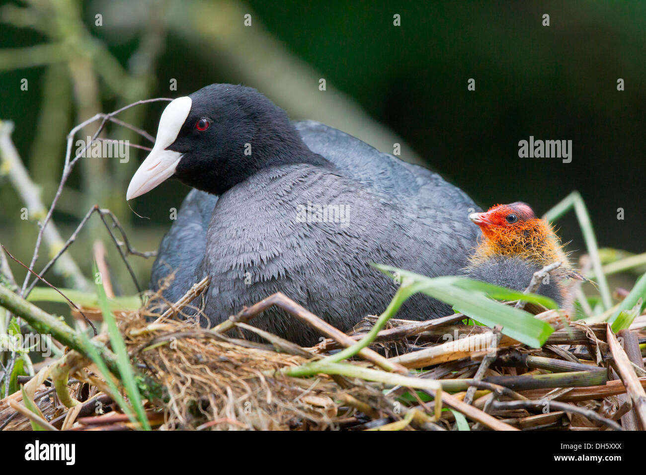 Foulque macroule (Fulica atra) avec un oisillon dans un nid, au nord de la Hesse, Hesse, Allemagne Banque D'Images