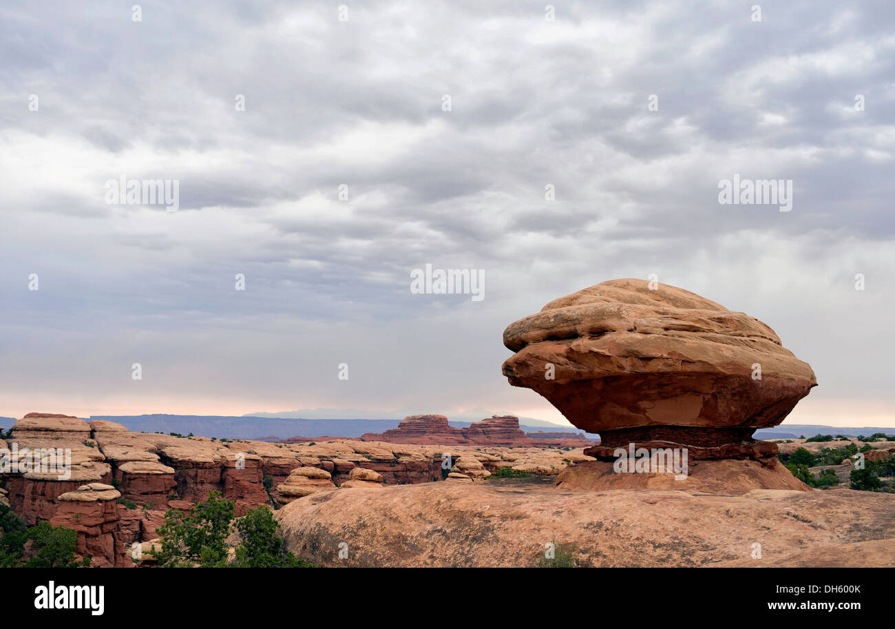 Rock Oyster rock formation, les aiguilles, District Canyonlands National Park, Utah, United States of America, USA Banque D'Images