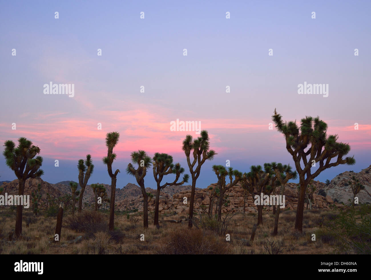 Joshua Tree ou palmier yucca (Yucca brevifolia) dans la lumière du soir, Hidden Valley, le parc national Joshua Tree, désert de Mojave Banque D'Images