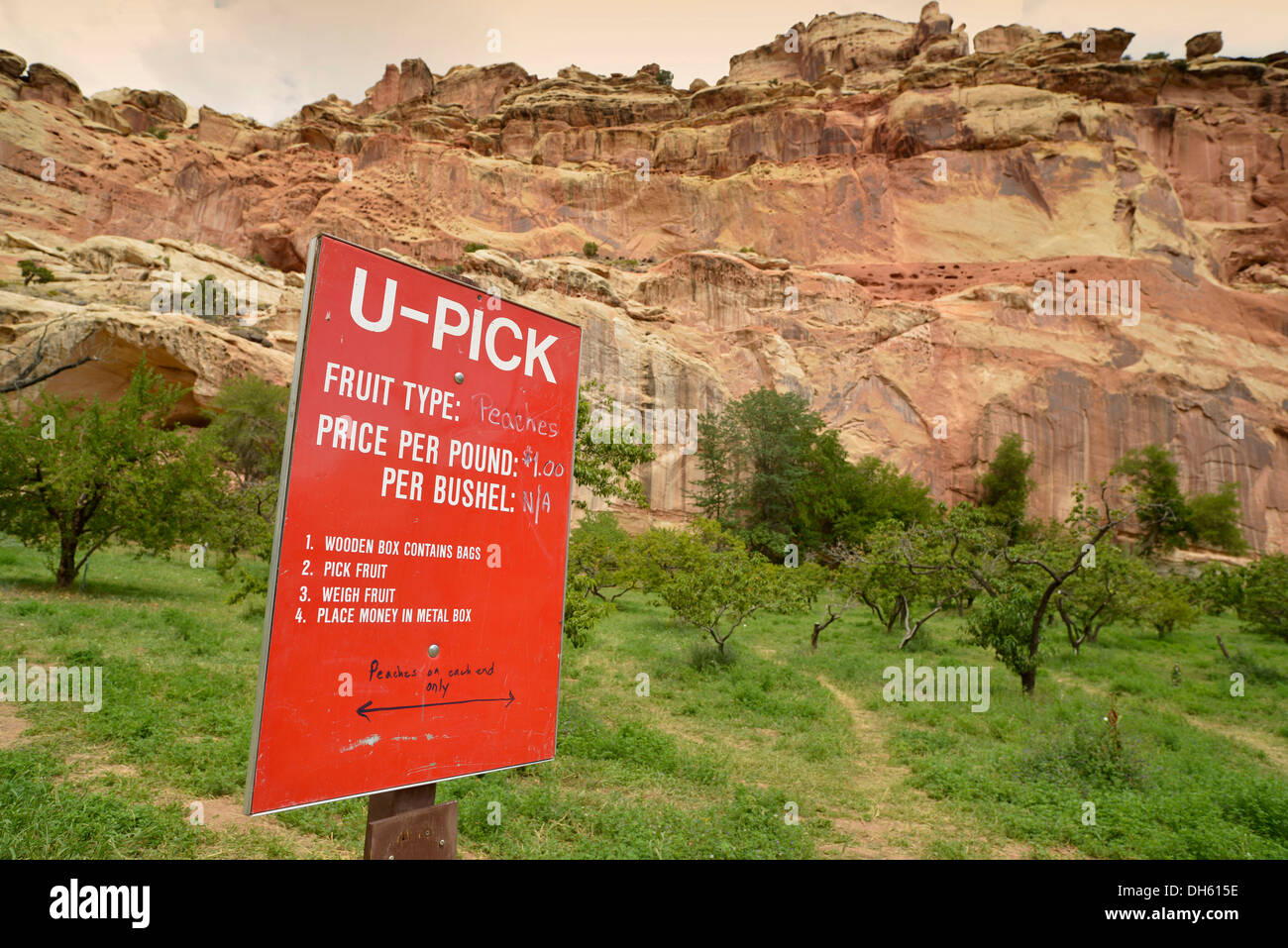 Autocueillette verger, Fruita, Capitol Reef National Park, Utah, USA Sud-ouest Banque D'Images