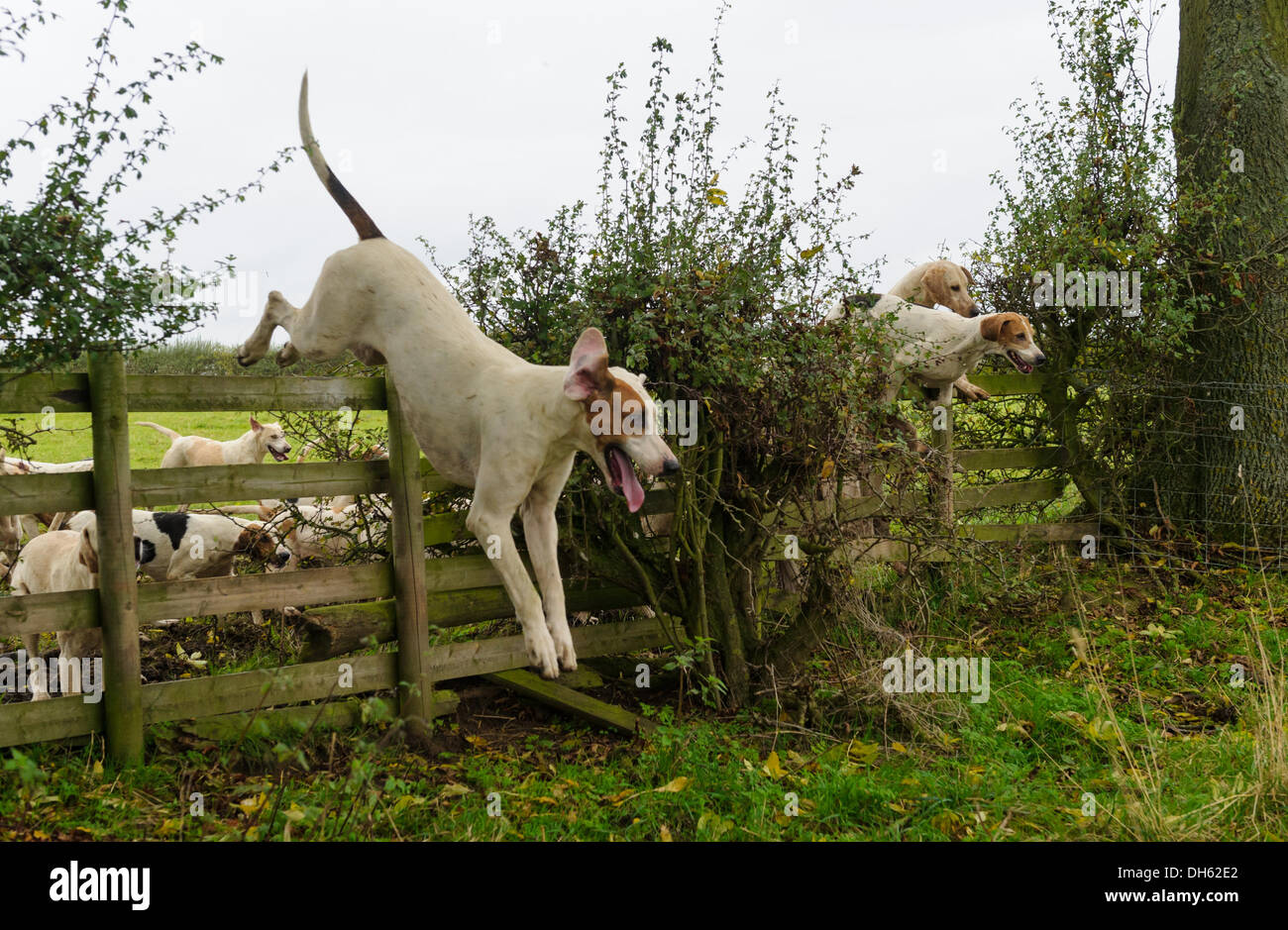 Queniborough, Leicestershire, UK. 1er novembre 2103. Quorn Hunt foxhounds afficher leur agilité au cours de leur répondre au 1er novembre, le début de la saison de la chasse au renard. Credit : Nico Morgan/Alamy Live News Banque D'Images