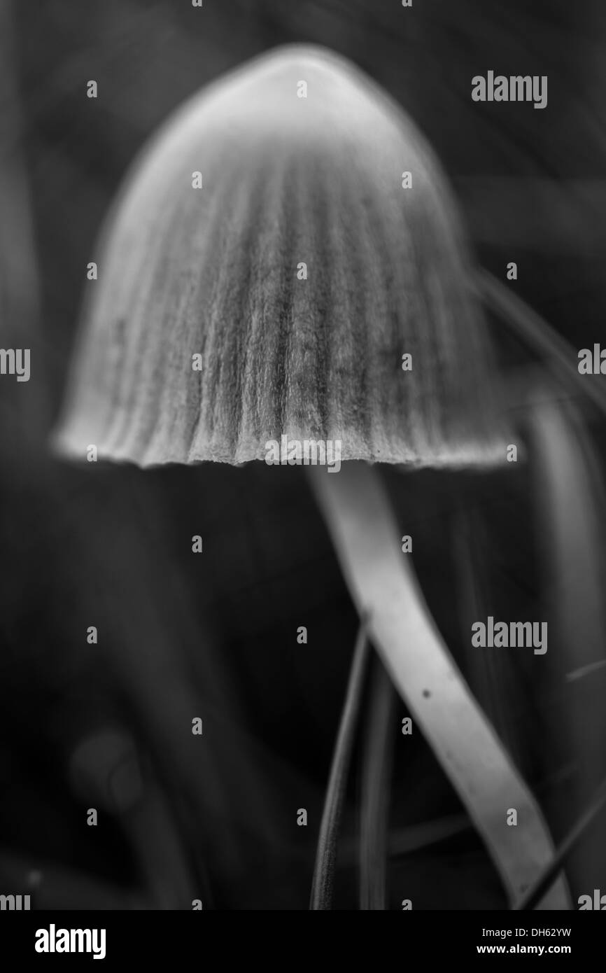 Toadstool en noir et blanc Banque D'Images