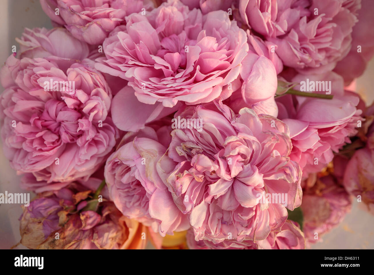 La position du godet de roses mortes les fleurs mortes Banque D'Images