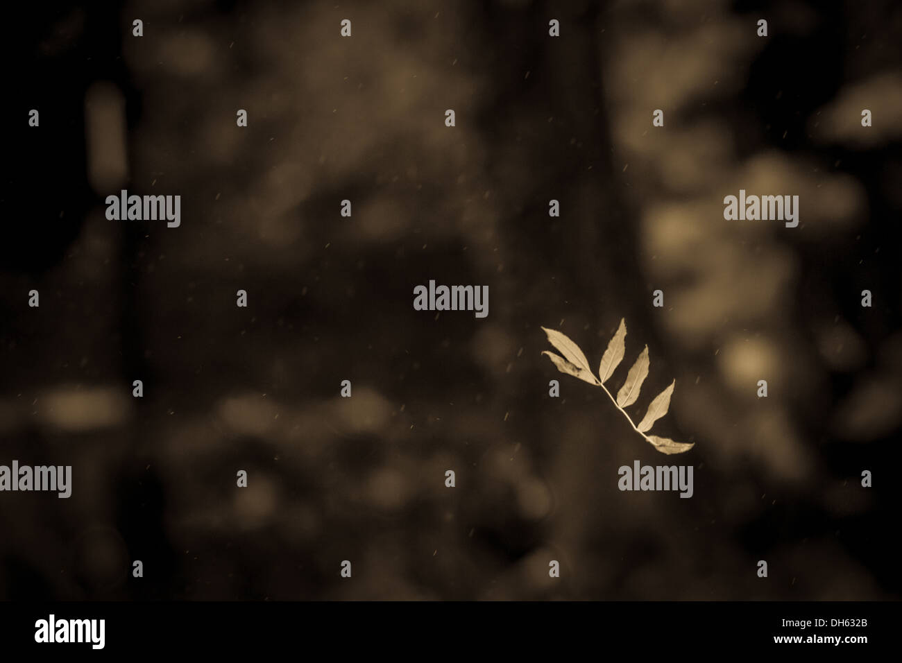 Image insolite d'une chute des feuilles d'automne sous la pluie Banque D'Images