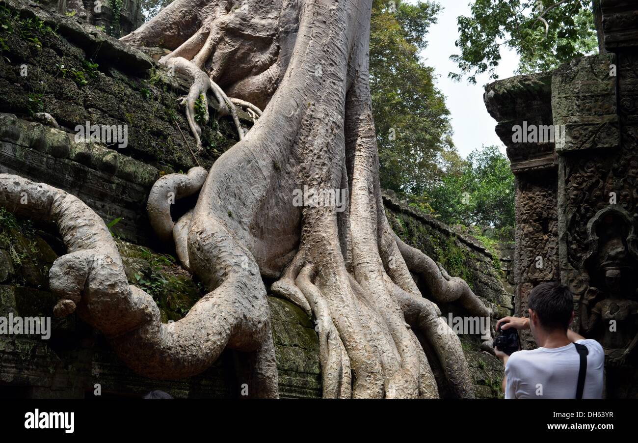 Siem Reap, Cambodge. 13 Oct, 2013. Le temple Ta Prohm complexes de construction et près de Angkor Wat à Siem Reap, Cambodge, 13 octobre 2013. Le temple a été construit à la fin du 12e et au début du xiiie siècle par le roi Jayavarman VII. Une impressionnante caractéristique de Ta Prohm sont les arbres qui poussent sur les ruines. Photo : Jens Kalaene/dpa/Alamy Live News Banque D'Images