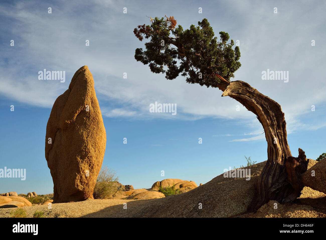 Druid Rock, une formation rock, Utah monzogranite Genévrier (Juniperus osteosperma), Jumbo Rocks, Joshua Tree National Park Banque D'Images