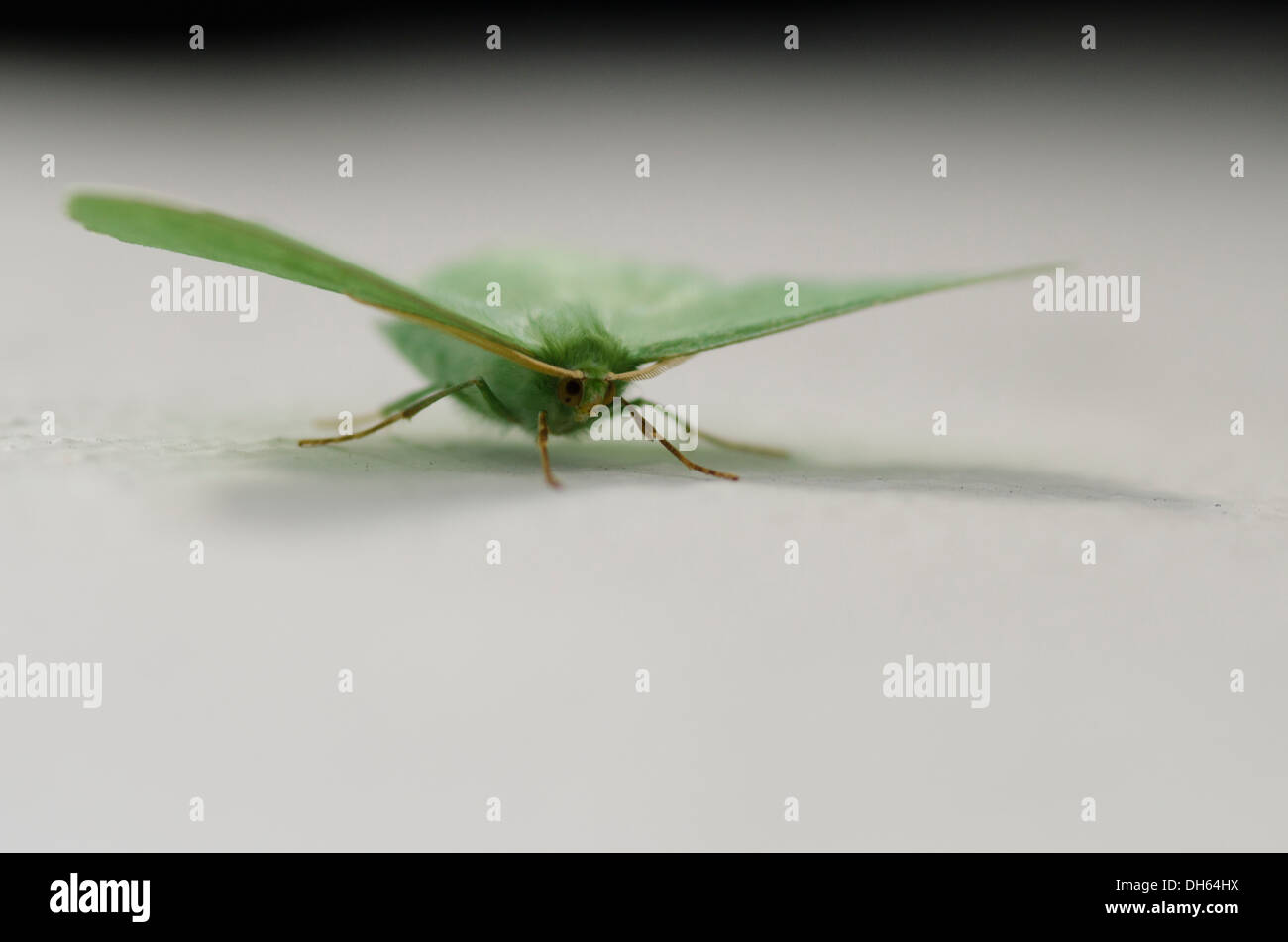 Emerald grande moth [Geometra papilionaria] le mur peint en blanc, Sussex, UK. Juillet Banque D'Images