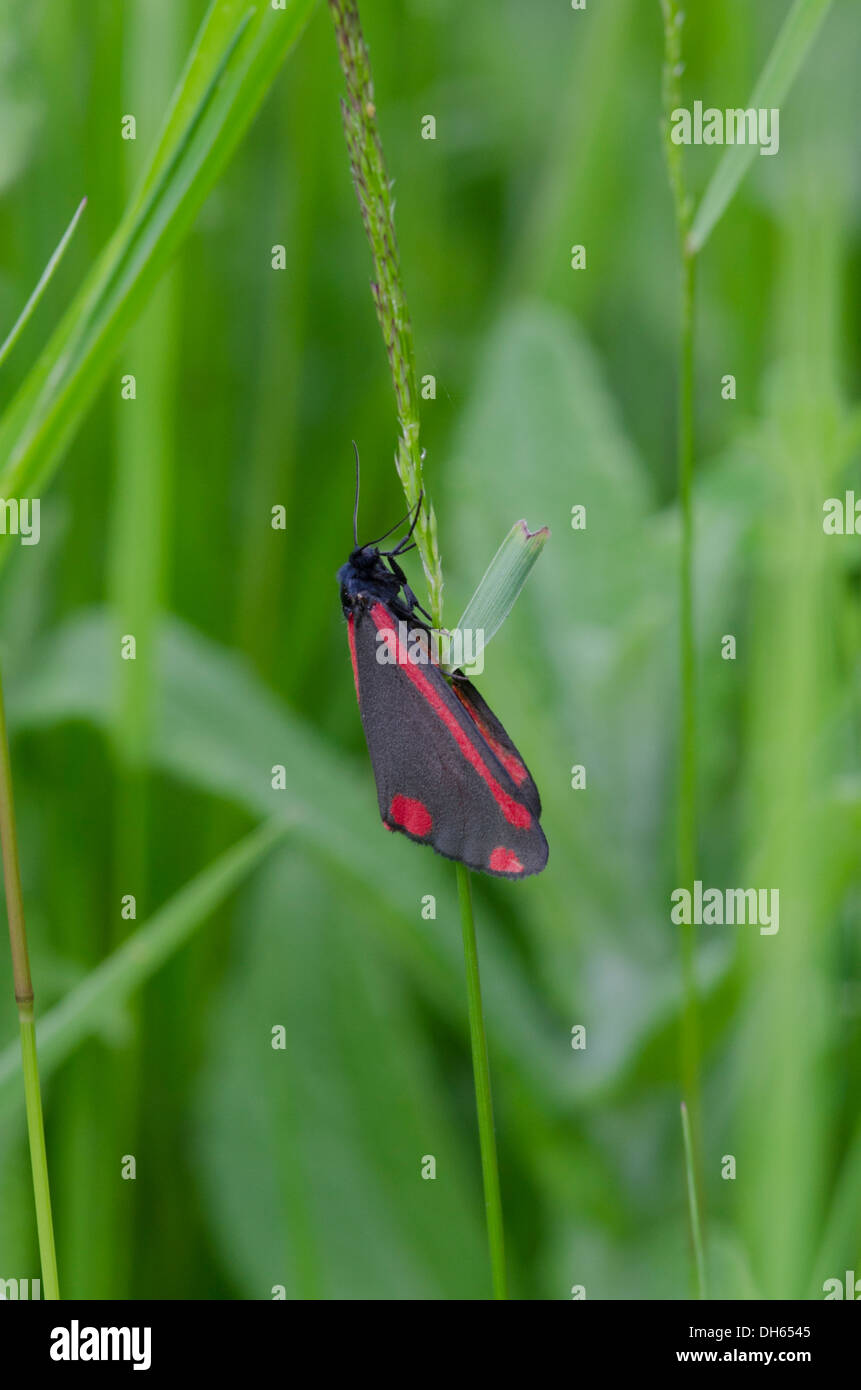 Cinnabar Moth [Tyria jacobaeae] adulte. Sussex, juillet. Banque D'Images