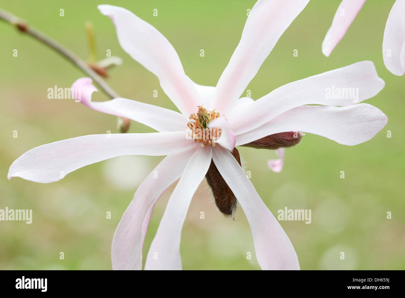 Début de saison du printemps magnolia rose ouverte bloom Jane Ann Butler Photography JABP1027 Banque D'Images