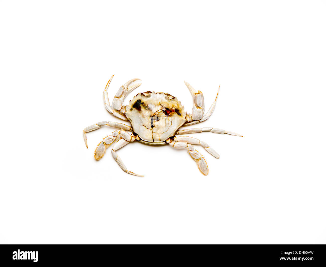 Le crabe. Banque D'Images