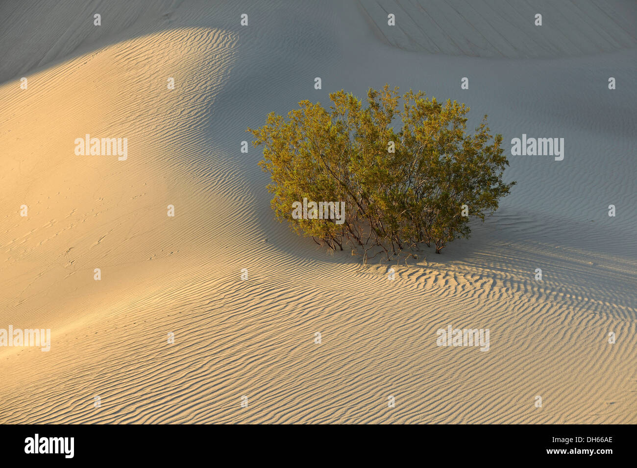 Bush mesquite (Prosopis sp.), Mesquite Flat dunes de sable, Stovepipe Wells, dans la lumière du matin, Death Valley National Park Banque D'Images