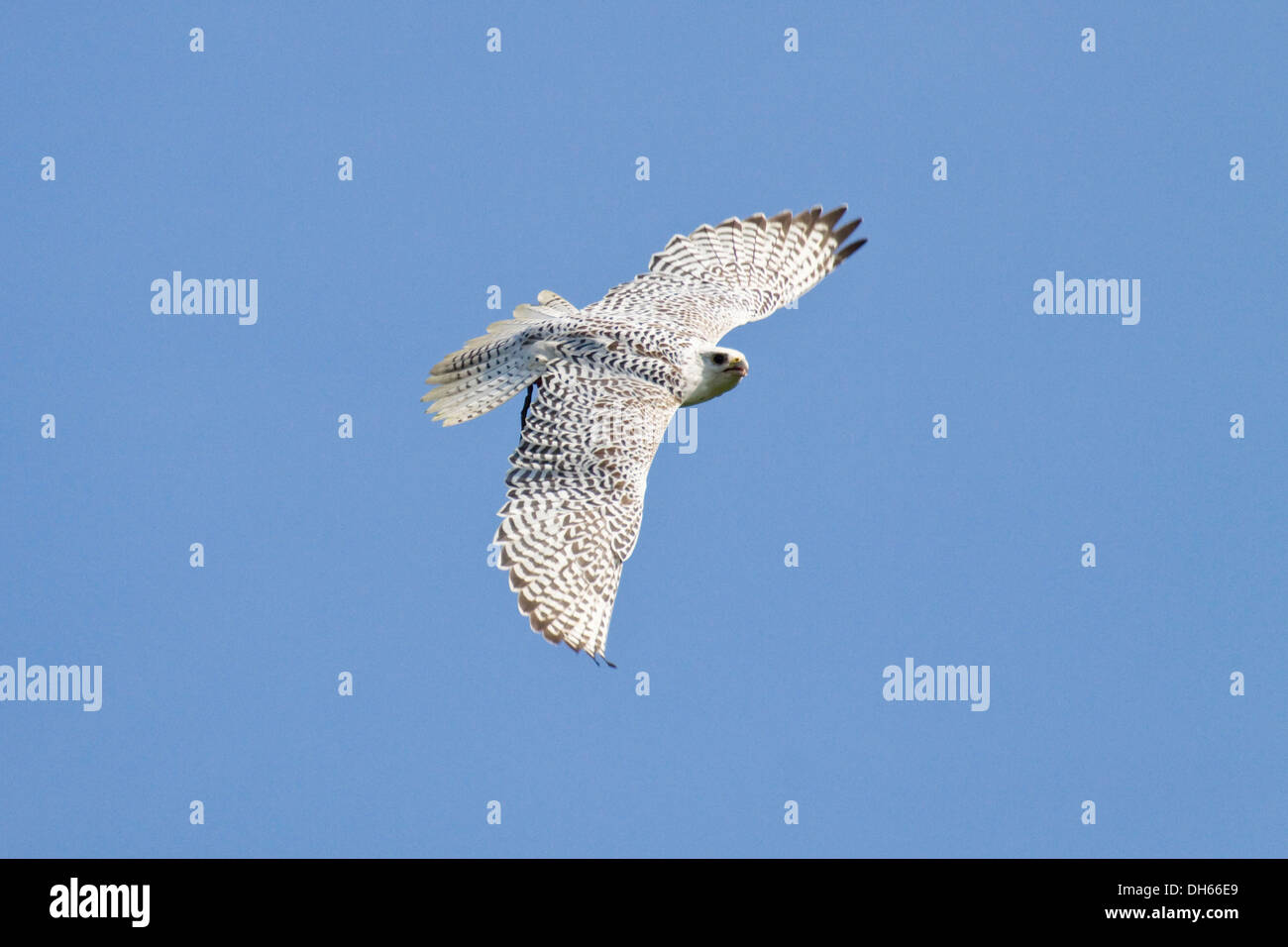 Le Faucon gerfaut (Falco rusticolus) en vol, femme, Zone Arctique Banque D'Images