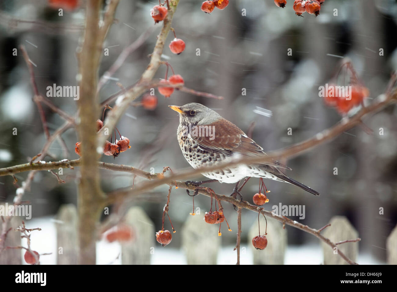 F) Fieldfare (Turdus perché sur un pommetier dans un jardin dans la neige Banque D'Images